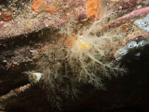 Pawsonia saxicola