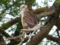 Circaetus cinerascens