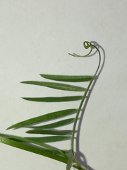 Vicia parviflora