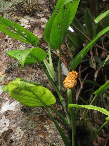 Monstera xanthospatha · iNaturalist