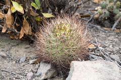 Eriosyce coimasensis