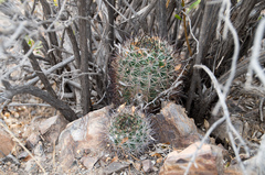 Eriosyce coimasensis