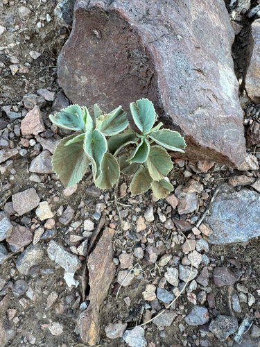 Yellow Indian Mallow