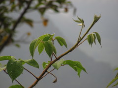 Rubus urticifolius