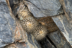 Eriosyce villosa