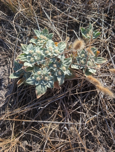 Turkey Mullein seen in Sonoma Valley