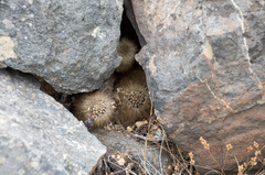 Eriosyce villosa