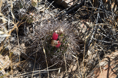 Eriosyce nigrihorrida