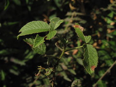 Rubus urticifolius