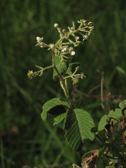Rubus urticifolius