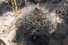 Eriosyce nigrihorrida