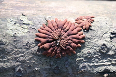 Hypocreopsis lichenoides