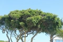 Ficus benjamina