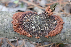 Hypocreopsis lichenoides
