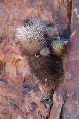 Eriosyce coimasensis