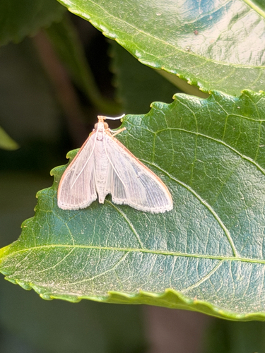 Jasmine Moth