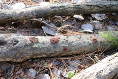 Hypocreopsis lichenoides