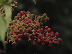 Rubus urticifolius