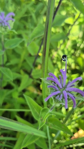 Beebalm Shortface photo 4