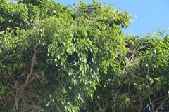 Ficus benjamina