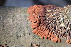 Hypocreopsis lichenoides