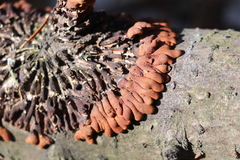 Hypocreopsis lichenoides