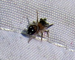 Chinattus parvulus