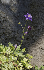 Aquilegia einseleana, photograph (c) Thierry Arbault, some rights reserved (CC BY)
