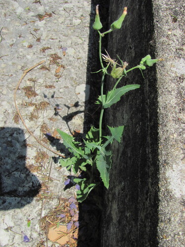 Sonchus oleraceus