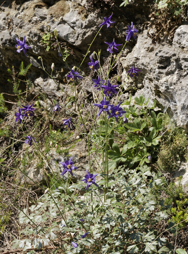Aquilegia einseleana, photograph 2