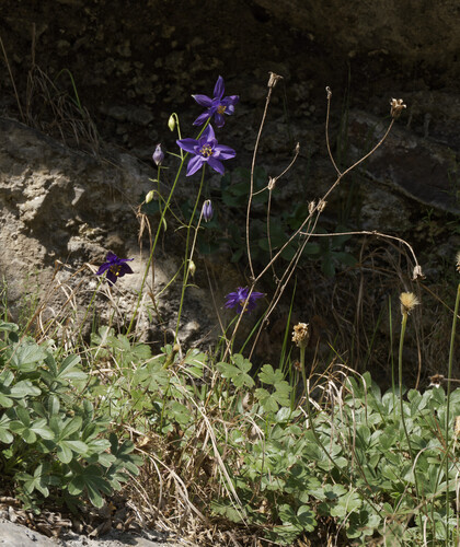 Aquilegia einseleana