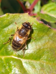 Eristalis pertinax