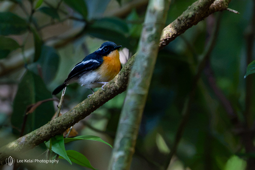 Ficedula dumetoria observed 2026-06-04