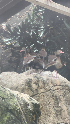Black-bellied Whistling-Duck