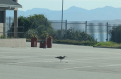 Larus dominicanus vetula