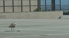 Larus dominicanus vetula