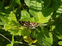 Pyrausta nigrata