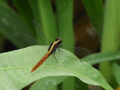 Erythemis