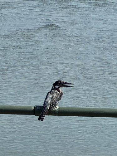 iNaturalist image