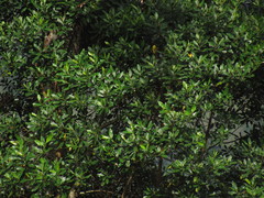 Sapium stylare
