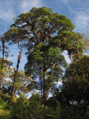 Sapium stylare