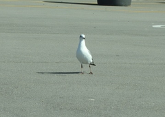 Chroicocephalus cirrocephalus