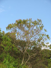 Miconia theizans
