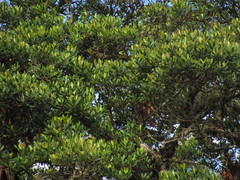 Sapium stylare