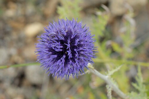 Echinops davuricus, photograph 5