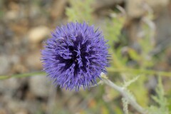 Echinops davuricus, photograph Иван Пристрем, CC BY, iNaturalist via GBIF
