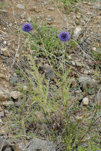 Echinops davuricus, photograph 4