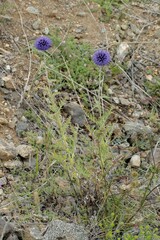 Echinops davuricus, photograph Иван Пристрем, CC BY, iNaturalist via GBIF