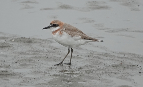 iNaturalist image