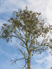 Cordia alliodora